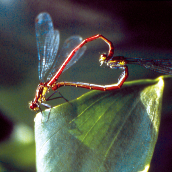 Mikrokosmos – Das Volk der Gräser
